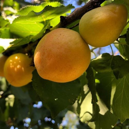 The #apricots are ready to harvest. The next picture shows a few defenses so I can have a few before