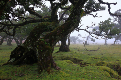 90377: Fanal, Madeira island by Ricardo Pestana