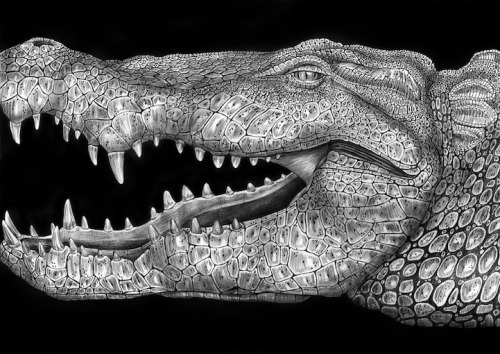 unicorn-meat-is-too-mainstream:  New Jersey-based illustrator Tim Jeffs has spent the past year trying to draw intricately detailed animal portraits with nothing more than pens and ink. 