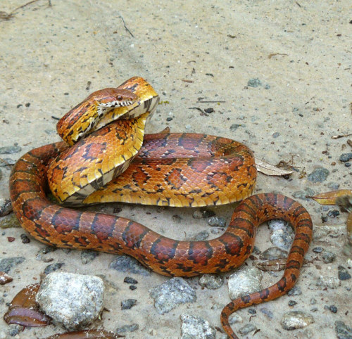Corn snakes (Pantherophis guttatus) originate from North America, but can be found all over the worl