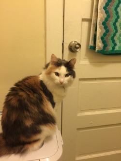 madeleineishere:My cat’s reaction to me