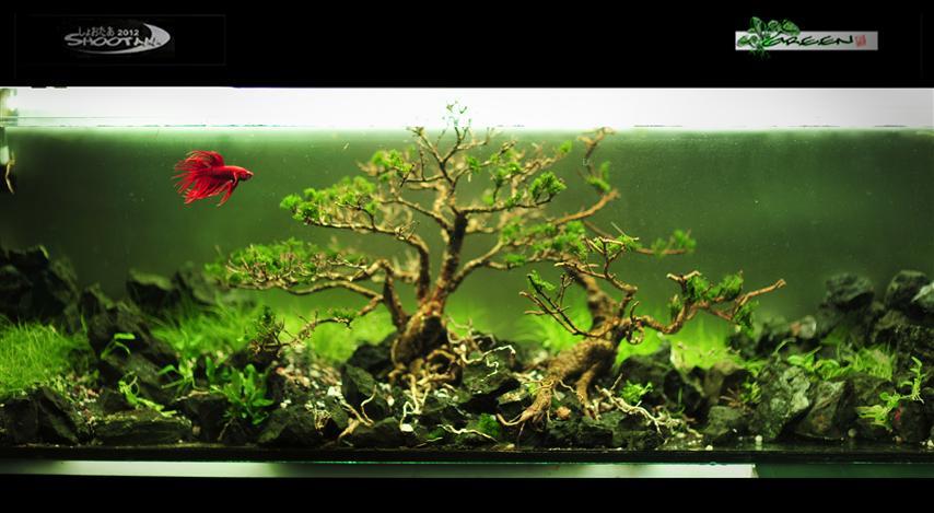 Fuck Yeah Aquascaping on Tumblr: Indonesia Aquascape Photo Contest Two  Brothers, Charly Thjin source