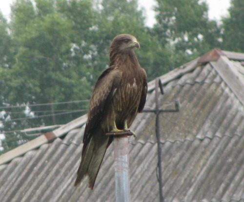 astronomy-to-zoology:hey i was wondering if you could confirm what this raptor is, they’re everywher