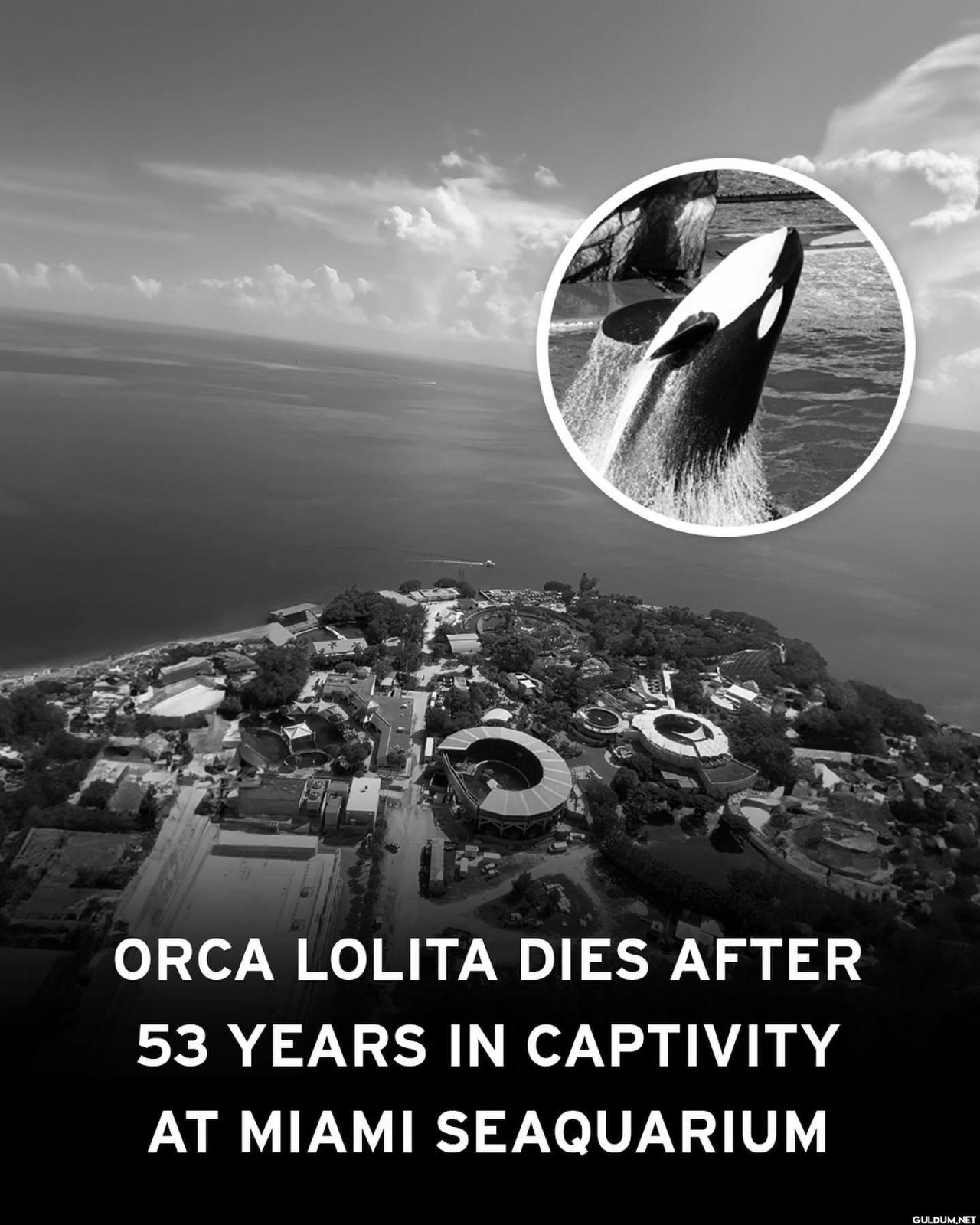 Lolita, an orca at the...