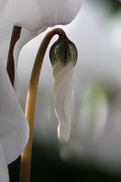 gyclli:   Cyclamens flower bud (by WAIS )  