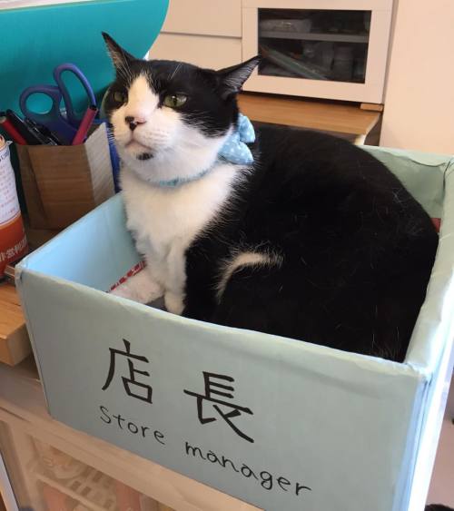 asealwithcheekbones:Store manager at my first cat cafe #dreamsdocometrue