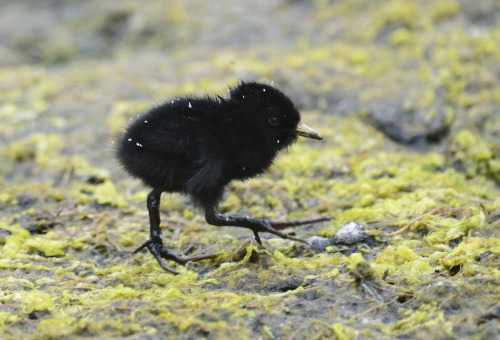 thalassarche:Water Rail chick (Rallus aquaticus) A newly hatched Water Rail chick running fast over 