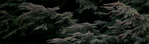 lawrencejacoby-deactivated20160:i’ve got to find out what kind of trees these are…