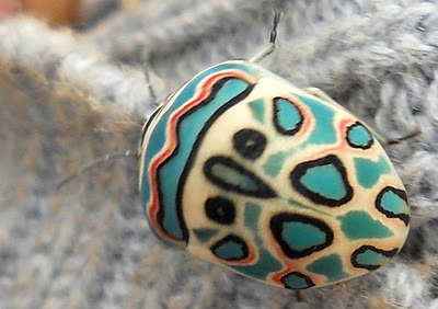 rhamphotheca:  scienceyoucanlove:  source Can someone please ID this little guy for