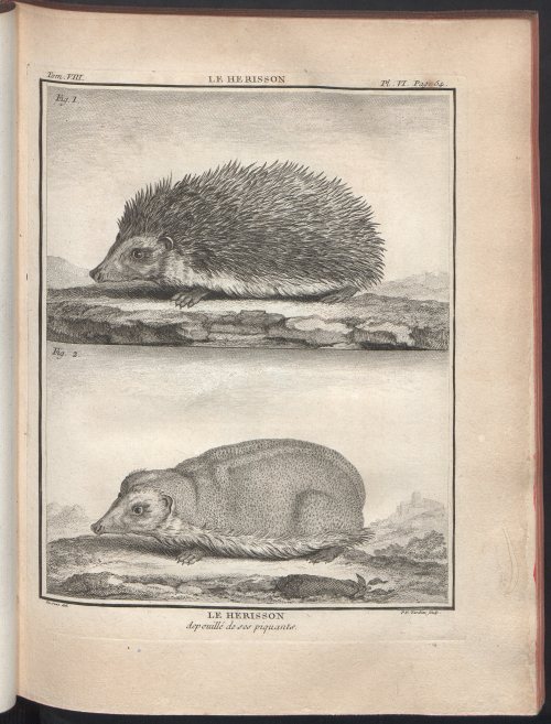 Hedgehogs from Georges-Louis Leclerc de Buffon’s Histoire naturelle Vol. 8 (Paris 1760).Source: Poli