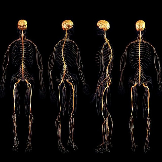 medicinethings:  Sistema Nervioso ; Nervious Sistem 