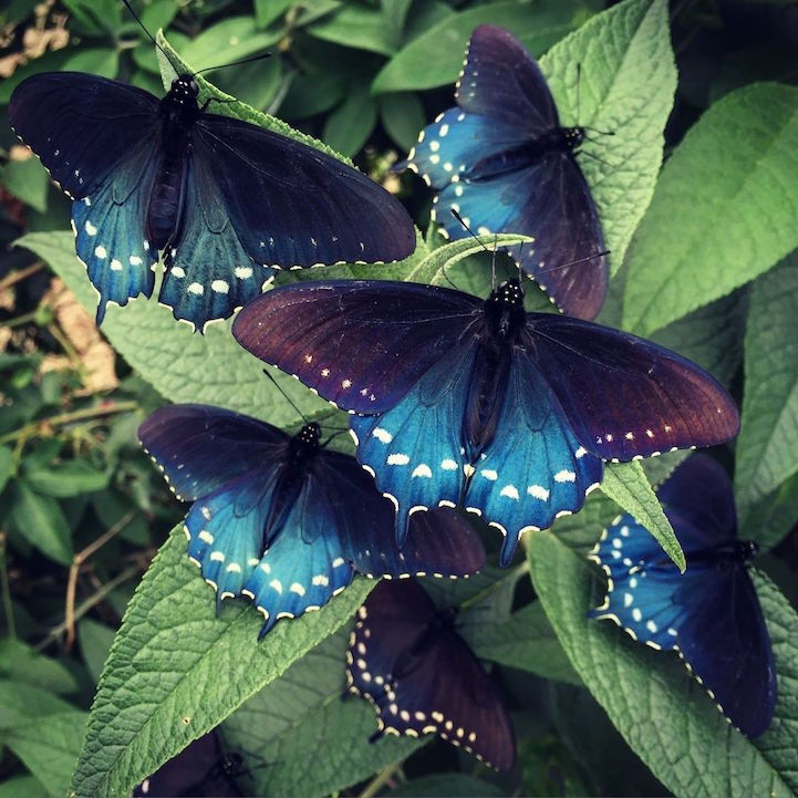 mymodernmet:  Biologist Single-Handedly Repopulates a Rare Species of Butterfly in