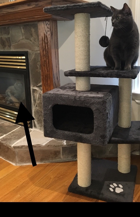 mostlycatsmostly:  It was my cat Frankie’s birthday 🎂 on April 5th and I got
