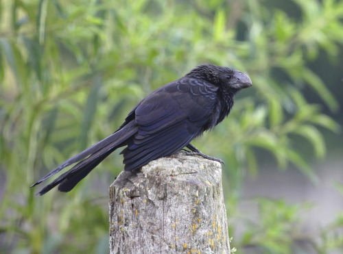 ainawgsd:The smooth-billed ani (Crotophaga ani) is a large near passerine bird in the cuckoo family.