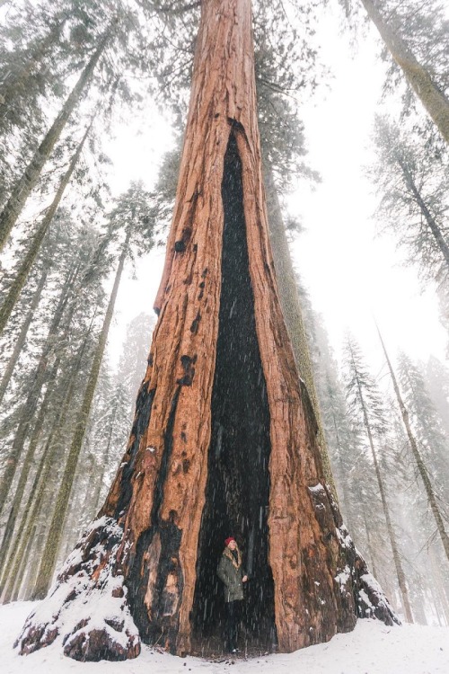 alecsgrg:  Seeking shelter in a sequoia tree | ( by Alexandra Taylor ) 