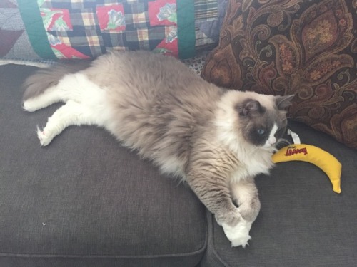 actualbosscat:It is a banana Saturday with Boss