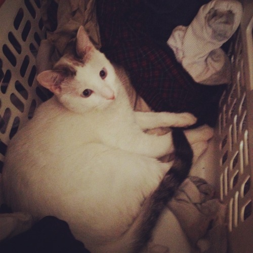 This is Cheeto. She enjoys laying in her dad’s dirty laundry!  (submitted by chapstickadd