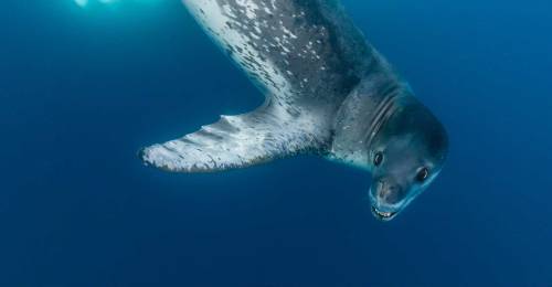 He's So Mustache! My Personal Favorite Is Leopard Seals. I Like Their Faces