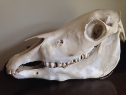 roadkillandcrows:  Welsh pony skull.