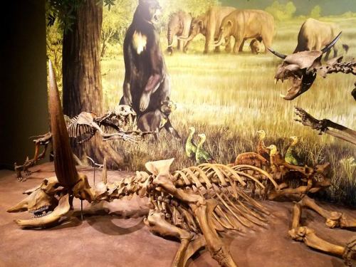 roosaurusrin:Mammalian (and one terror bird) fossils of Sam Noble. Pictures include a gomphotherium,