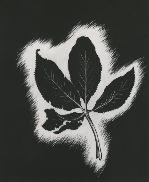 vincents-crows:Scratchboard version of a leaf I drew a while ago.