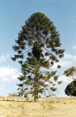 sixpenceee:In Australia there is a tree called the bunya pine that drops watermelon sized pinecones.