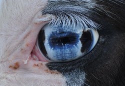 theleoisallinthemind:  Horse eye