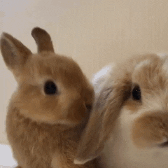 -> Autism Bunny (Plushie Dreadfuls) Stimboard !