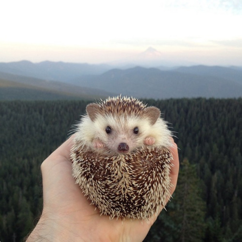 wonderous-world:  Remember Biddy the two year old little African Pygmy hedgehog? Well, he’s four years old now and still going on travelling adventures with his people parents Thomas and Toni, and the newest addition to their family- his sister Charlie,