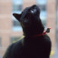 meow-iv