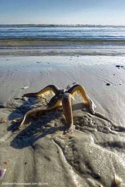 watchingvioletgrow:  sixpenceee:  A starfish walking back to the water.  This is slightly terrifying 