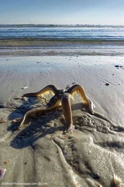 sandshower:  watchingvioletgrow:  sixpenceee:  A starfish walking back to the water.  This is slightly terrifying  PUT IT BACK 