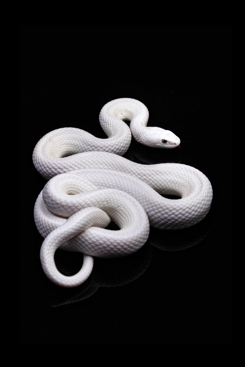 teleos:  Auryn, leucistic Texas rat snake.
