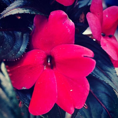 Flowers 🌺 in our garden  https://www.instagram.com/p/CBpT1SbDTjf/?igshid=9fa40kwnimaq