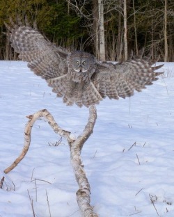 Coming In For A Landing (Great Gray Owl)