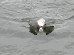 gifsboom:  A Duck   😂
