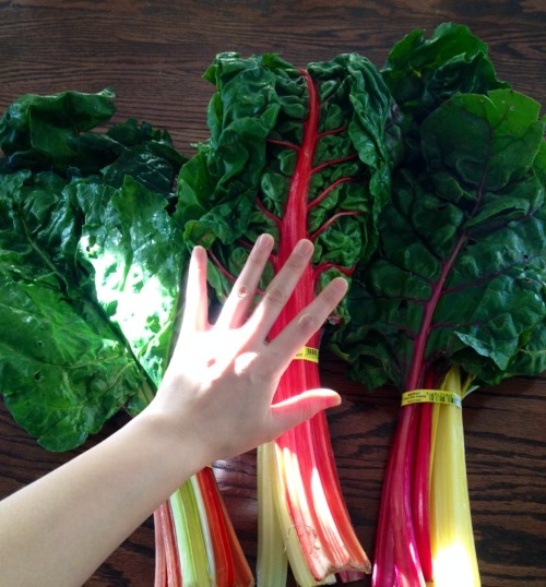 highvibin:  Some HUGE organic rainbow swiss chard! ❤️💛💚💙💜  My adopted road daughter kicked me down some beautiful rainbow swiss chard today. I’d never had it ‘til now. It has become one of my favorite foods.