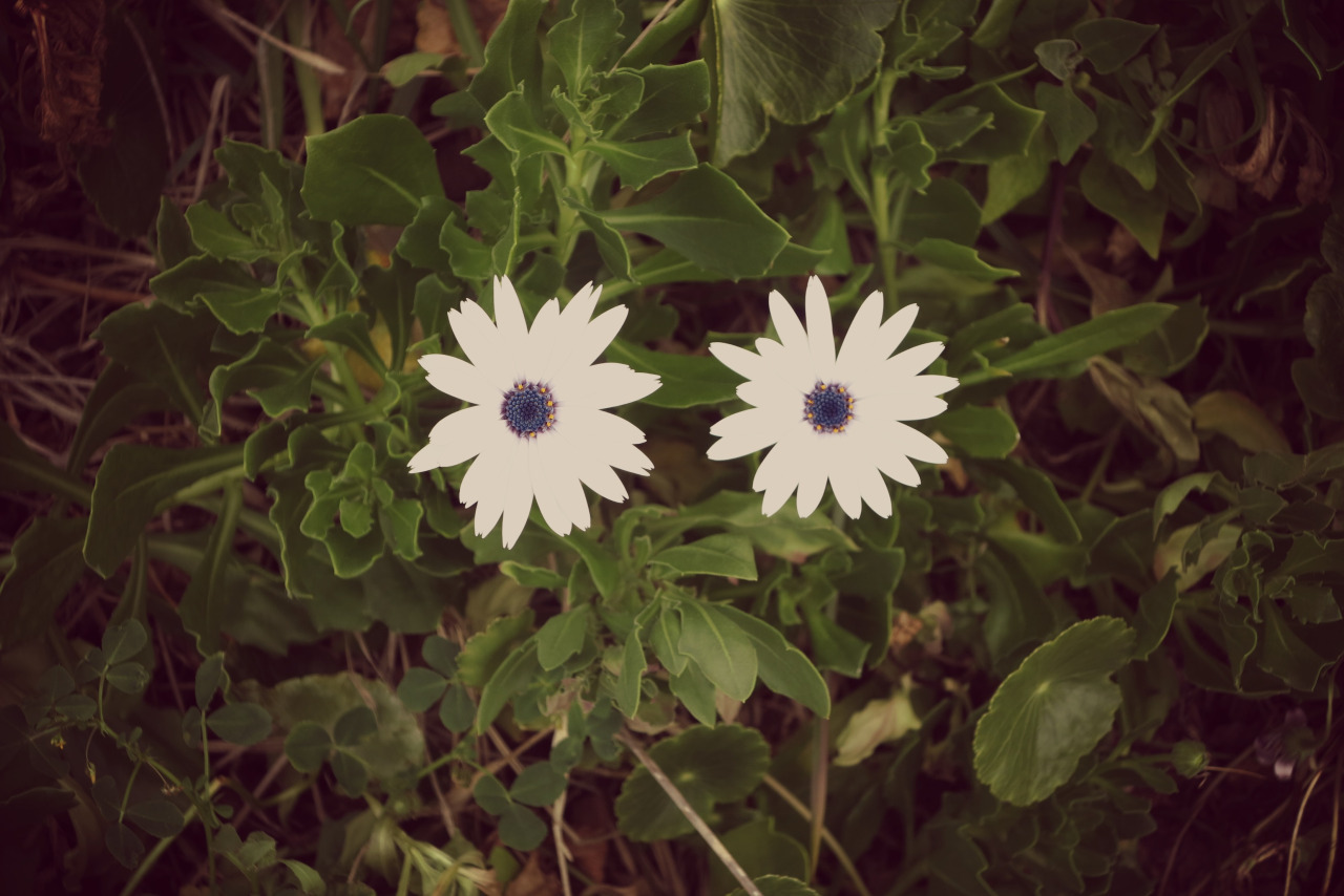 aerator:Pretty