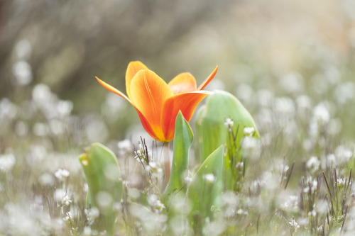 orange tulip