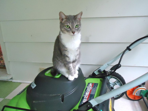 Thistle got a new lawn mower to match her eyes (submitted by @beastieandthebeasts)