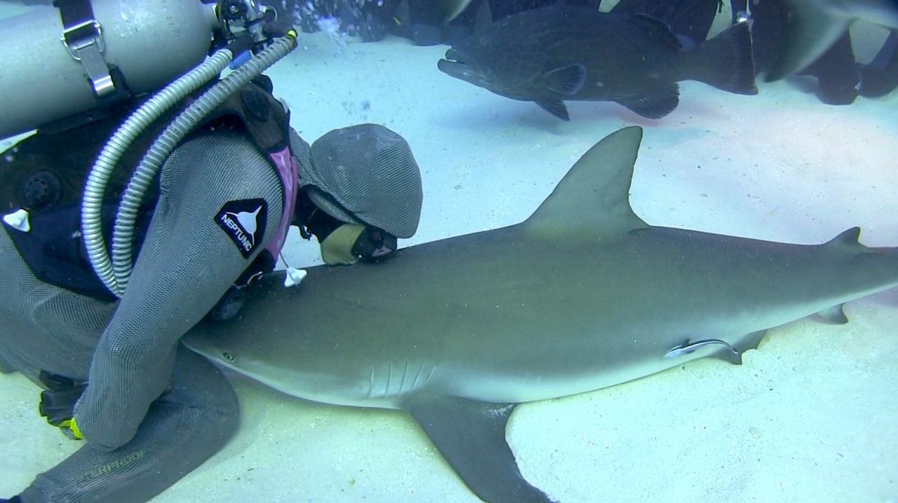 sharkhugger:  kookaburralaugh:  sharkhugger:  everydaysharks:  sharkhugger:  everydaysharks: