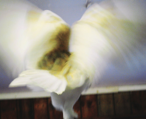 eshillier:  blurred bird