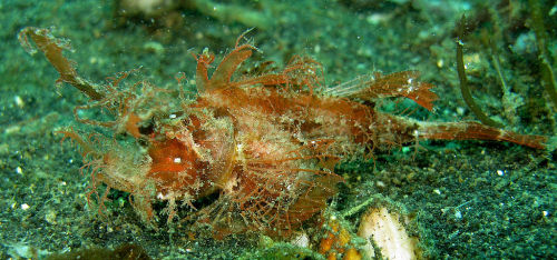 Ambon scorpionfishPteroidichthys amboinensisC Steve Childs, CC 2.0