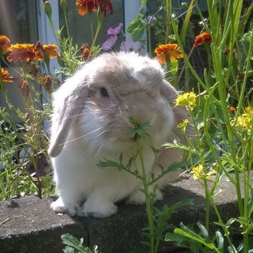 #jubby #bunny #jubbybunny #rabbit #lop #minilop #hollandlop #cute #lapin #kawaii #usagi #petsofinsta