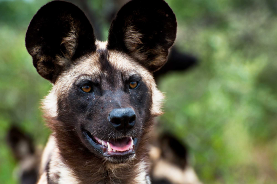 piefiger-fuchs:  notvoid:  kuma2:  kuma2: african wild dogs are so cute they have stupid ears dumbass thought these looked ok  satellite dish sonar type ass   Mickey Hound