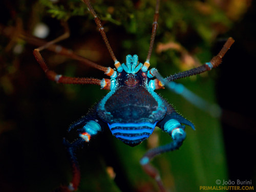 glumshoe:I have such a love for weird South American opiliones. These are harvestmen–also called dad