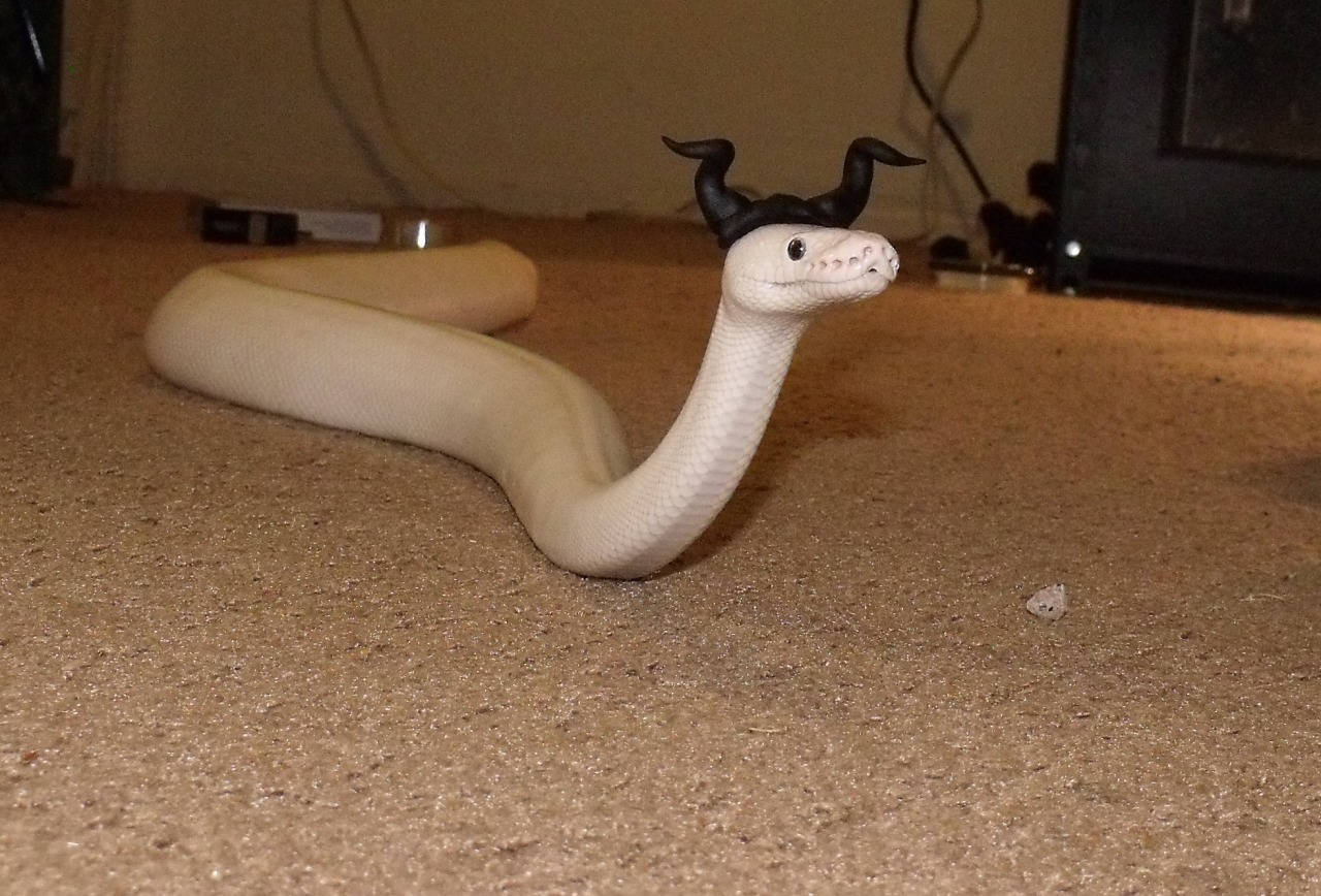 i-m-snek:  Malefisnek :3 