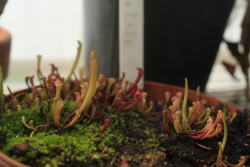 bizzareplants:  Two year old Sarracenia hybrid