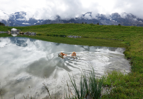 swimming in a little lake