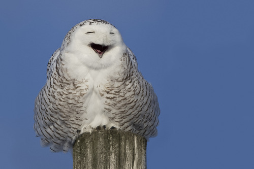 Snowy Owl (Bubo scandiacus)>>by Paul B Jones